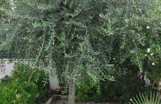 Tenis Roda de Bara - Foto 21