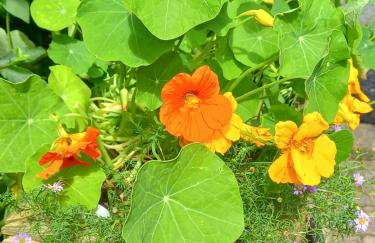 Ringfort Manor - Foto 53