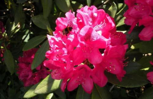 Apartment Altes Pastorenhus by Interhome - Foto 20