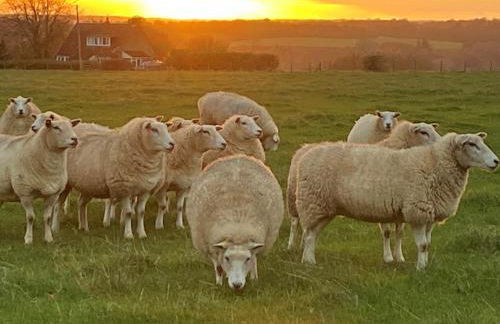 Monarchs View Farmstay - Foto 17