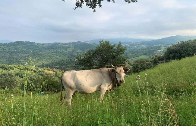 Visite guidée dans Prignano Cilento - Photo 2