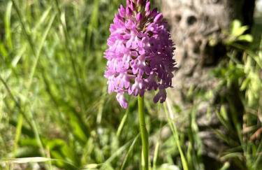 Little studio annexe - Foto 17