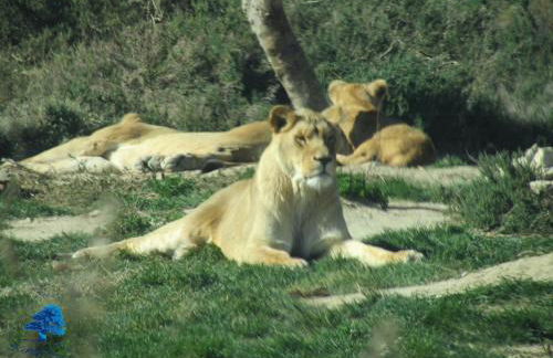 Mobilhome Loulousab10 Vacances cosy en famille chiens bienvenus - Foto 16