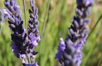 A 5 Minutes des Ocres Gïte La Charite Gordes Roussillon - Foto 43