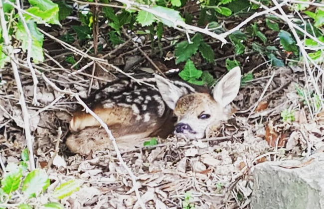 Agriturismo Sinciano - Foto 29