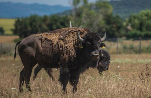 Terra dei Bisonti - Foto 48