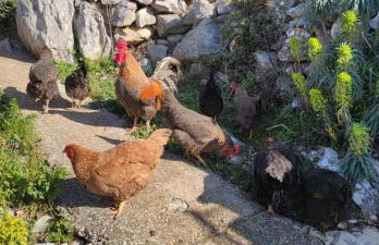 Kelk Loznati - Foto 20