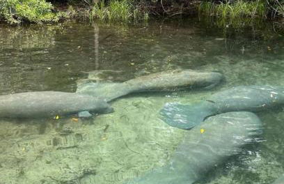 Weeki Wachee Retreat Canal home with hot tub kayaks canoe and boat with trolling motor included - Foto 43