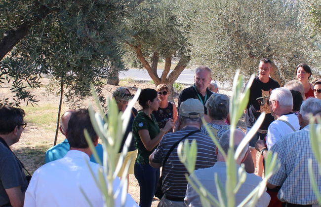 Visita a la fábrica y museo de Aceites Molisur con cata - Foto 1