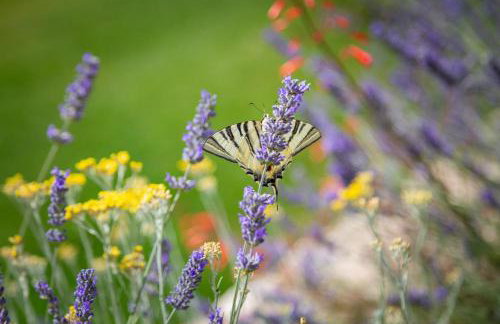 Villa Emelie, Luxury Oasis Near Dubrovnik - Foto 30