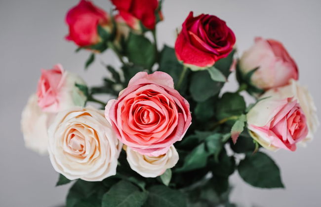 Cherry Trees - Foto 52