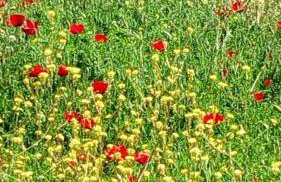 Ermis Katafigio - Photo 8