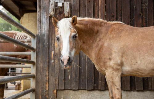 Ferienwohnung in ländlicher Lage - Foto 24