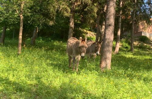 Agriturismo La Mussia - Foto 65