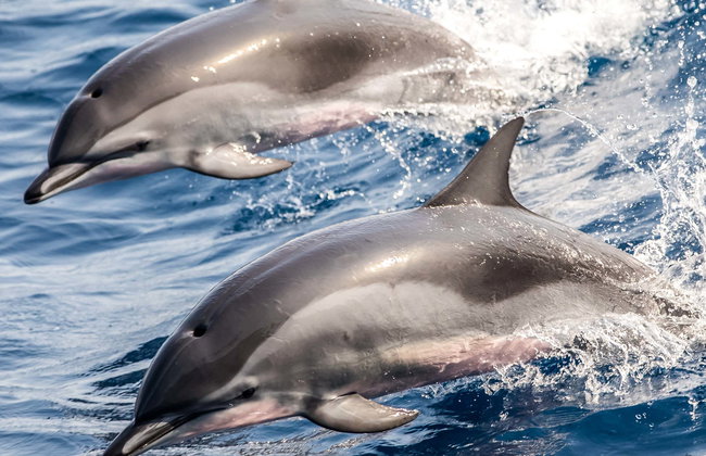 Avistamiento de delfines en la costa de Marbella - Foto 1