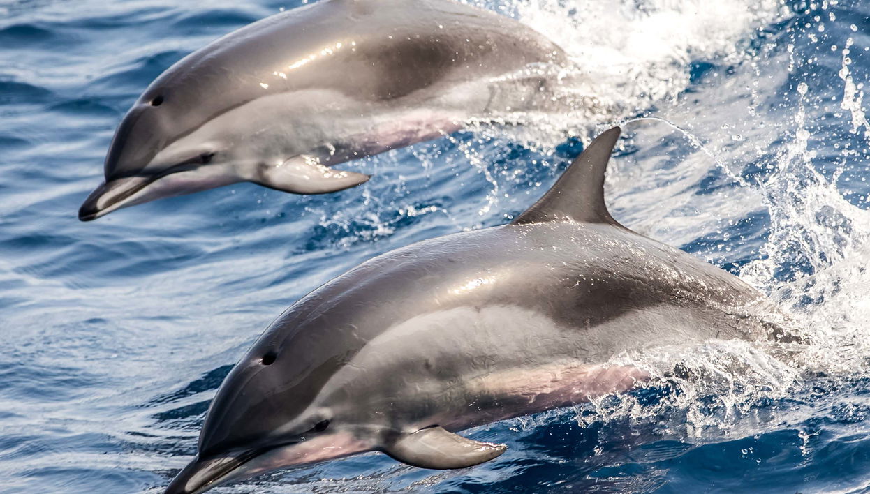 Dolphin Spotting in Marbella - Foto 1