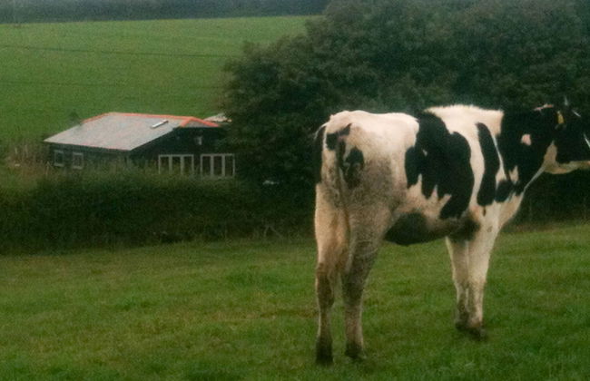 Bull Farm Studios - Foto 11