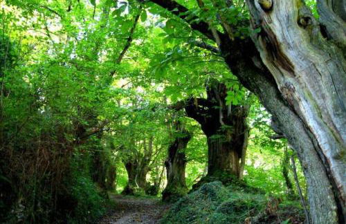 CASA NIDES - Foto 43