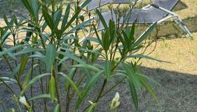 Pension Lausa - Foto 2