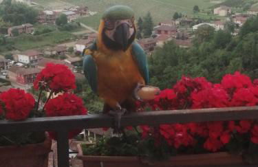 Teresa al Belvedere Rooms&HolidayApartments Camere&Appartamenti - Foto 54