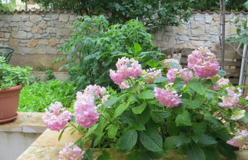 Apartmani Jolic - Foto 41