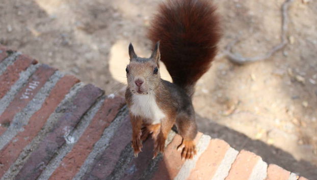 Um esquilo na fortaleza