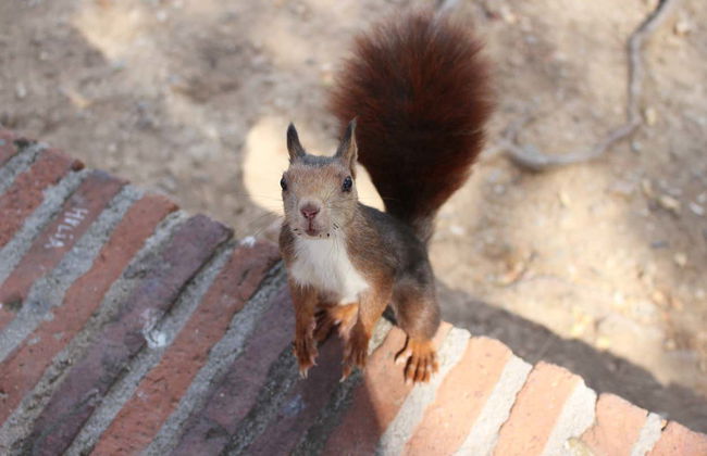 Visita guiada por el castillo de Gibralfaro - Foto 6