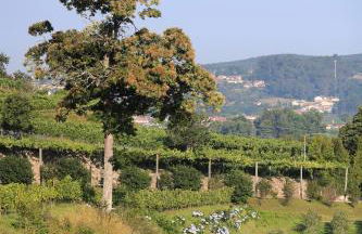 Quinta das Piramides - Foto 48