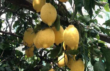 Casa Ortensia - Foto 29