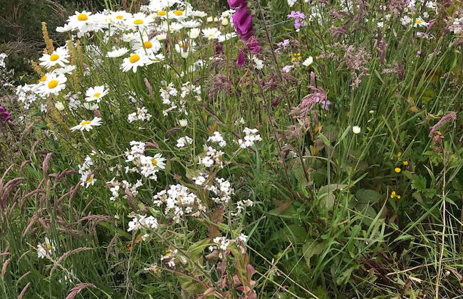 Carraigin Ban - Foto 38