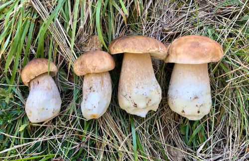 Rifugio Uschione - Foto 39