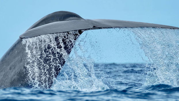 Observation des cétacés à Rabo de Peixe