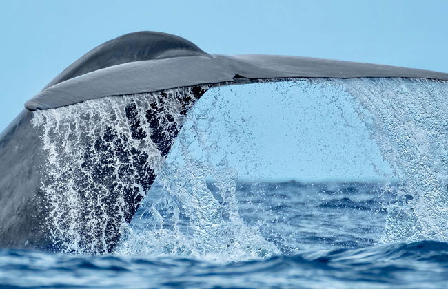 Whale Watching Tour - Photo 5