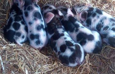 The old hayloft on 22 acre country smallholding - Foto 42