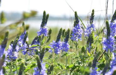 4 - Sterne Ferienhaus Am Brink - Foto 22