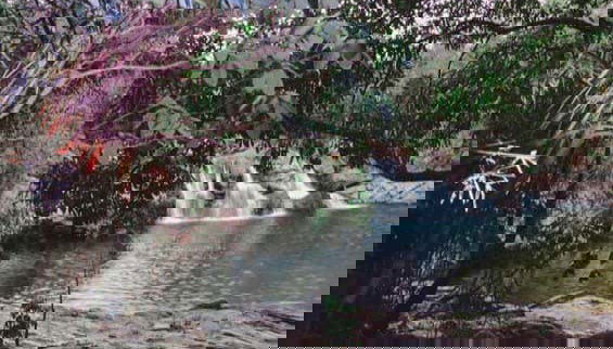 Araras Waterfall Tour - Photo 4