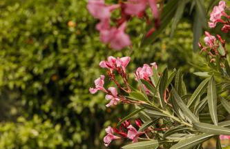Casa Rural en Candeleda con piscina y un maravilloso jardín - Foto 51