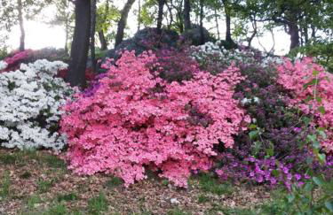 La Mergozzina - Foto 14