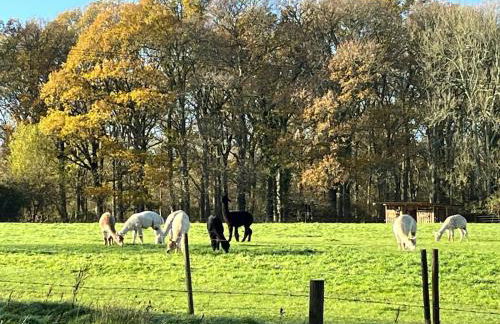 Modern Hawthorn Stay, New Forest Escape - Foto 21