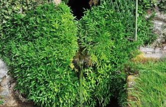 Quinta de Lourosa - Foto 50