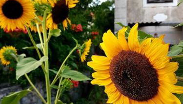 Zelena oaza - Foto 4