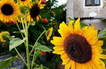 Zelena oaza - Foto 4