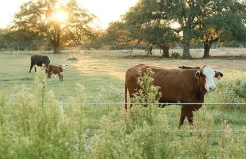 Relaxing Modern stay on a Ranch - Foto 31