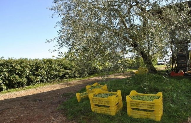 Agriturismo Podere Ficareto - Foto 69