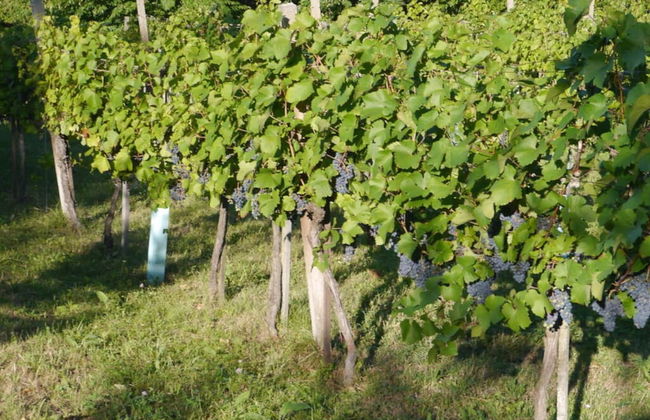 Kellerstockl am Hamerlberg/strem - Foto 29