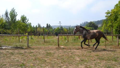 Quinta do Mosteiro - Foto 4