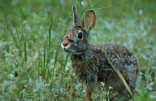 Agriturismo I Leprotti - Photo 59