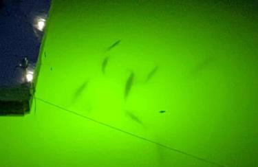 Paradise Key - Foto 26