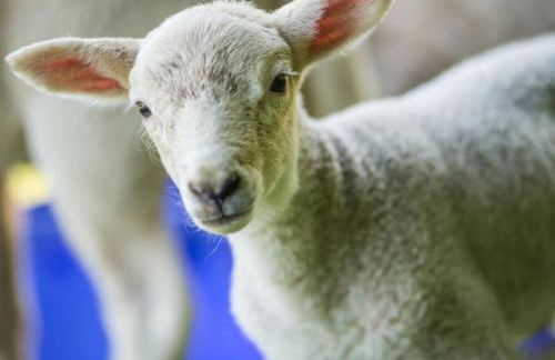 Apartment in a Wooded Area on Lake Faak - Foto 55