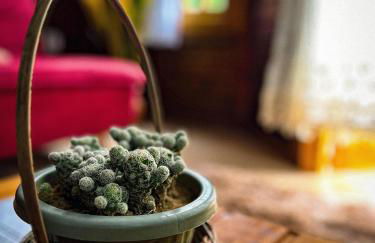 Chalé de Madeira em Vargem Alta - Photo 19